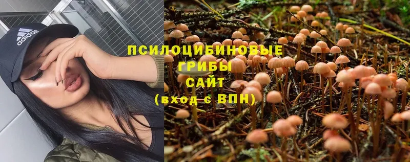 Галлюциногенные грибы Psilocybine cubensis  цены наркотик  сайты даркнета телеграм  Борзя 